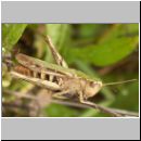 Omocestus cf viridulus - Grashuepfer w01.jpg